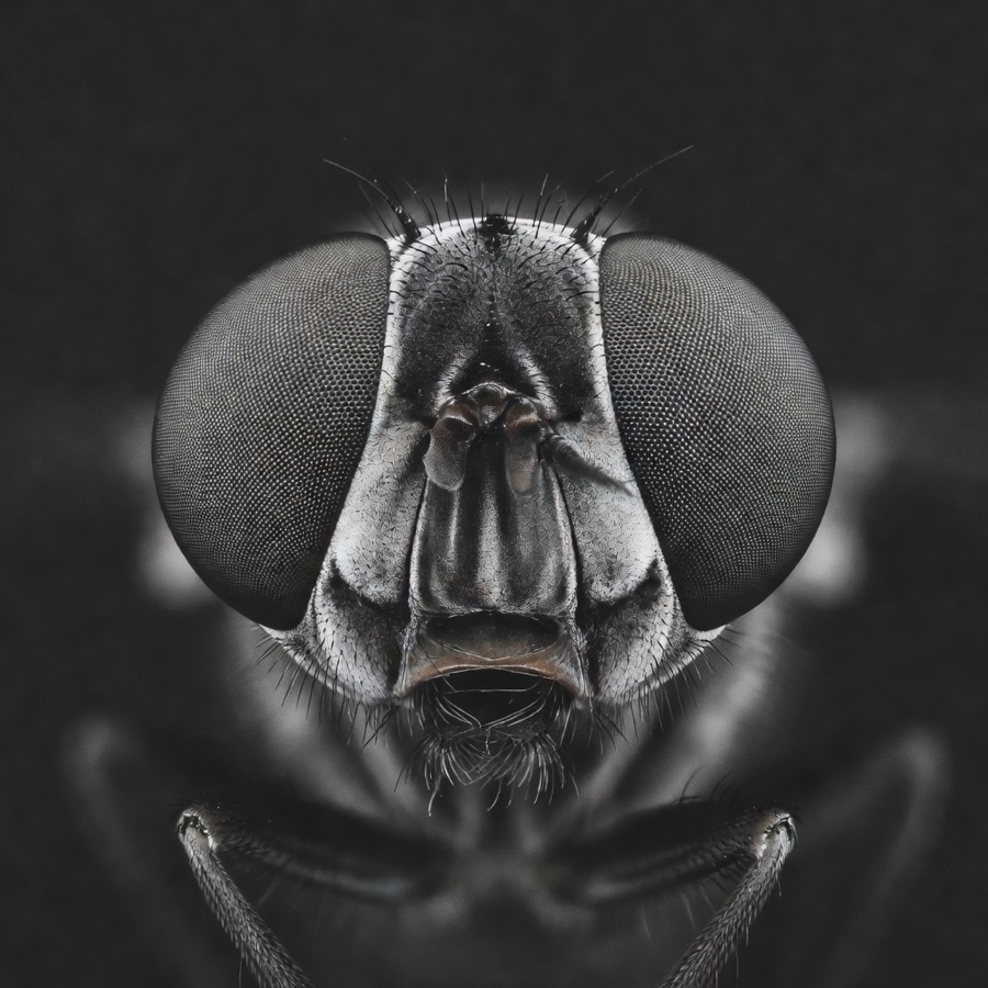 Macro photograph of a fruit fly head